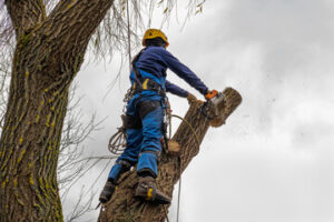 Tree Experts